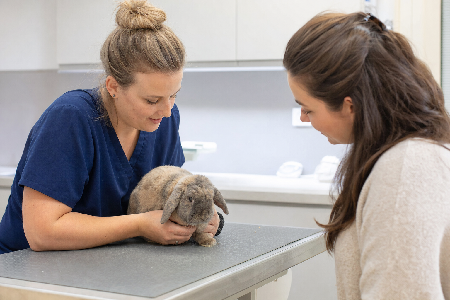 Rabbit Care Advice for Sandwich Owners